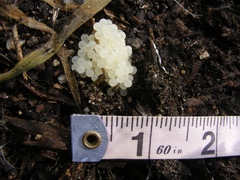 Helminthoglypta tudiculata
