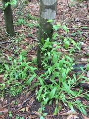 Myosotis macrosperma
