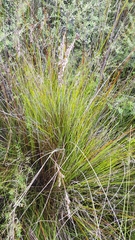 Netrostylis capillaris