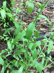 Myosotis macrosperma