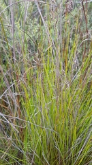 Netrostylis capillaris