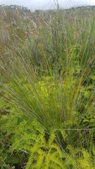 Schoenus brevifolius