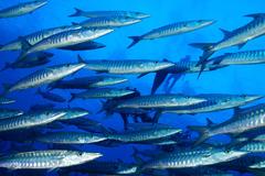 Sawtooth Barracuda photo 1