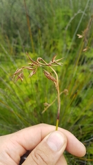 Schoenus brevifolius