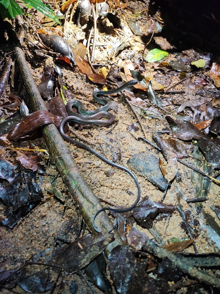 White-bellied Rat Snake