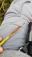 Schoenus brevifolius