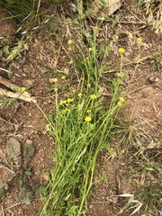 Oncosiphon pilulifer