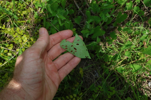 Image of Ipomoea plebeia by (c) Greg Tasney, some rights reserved (CC BY-SA)