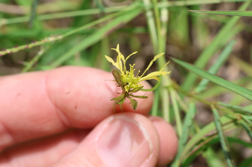 Image of Neptunia gracilis by (c) Greg Tasney, some rights reserved (CC BY-SA)