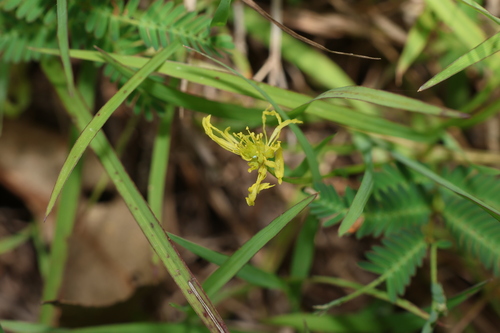 Image of Neptunia gracilis by (c) Greg Tasney, some rights reserved (CC BY-SA)