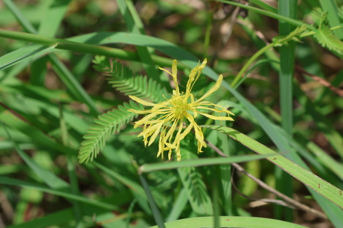 Image of Neptunia gracilis by (c) Greg Tasney, some rights reserved (CC BY-SA)