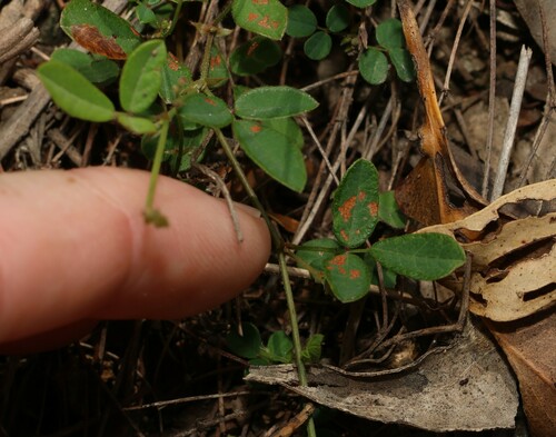 Image of Desmodium varians by (c) Greg Tasney, some rights reserved (CC BY-SA)