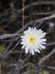 Rafinesquia californica