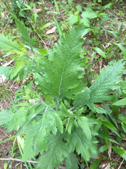 Dasistoma macrophylla