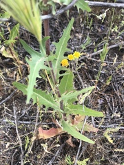 Rafinesquia californica