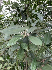 Lithocarpus