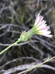 Rafinesquia californica