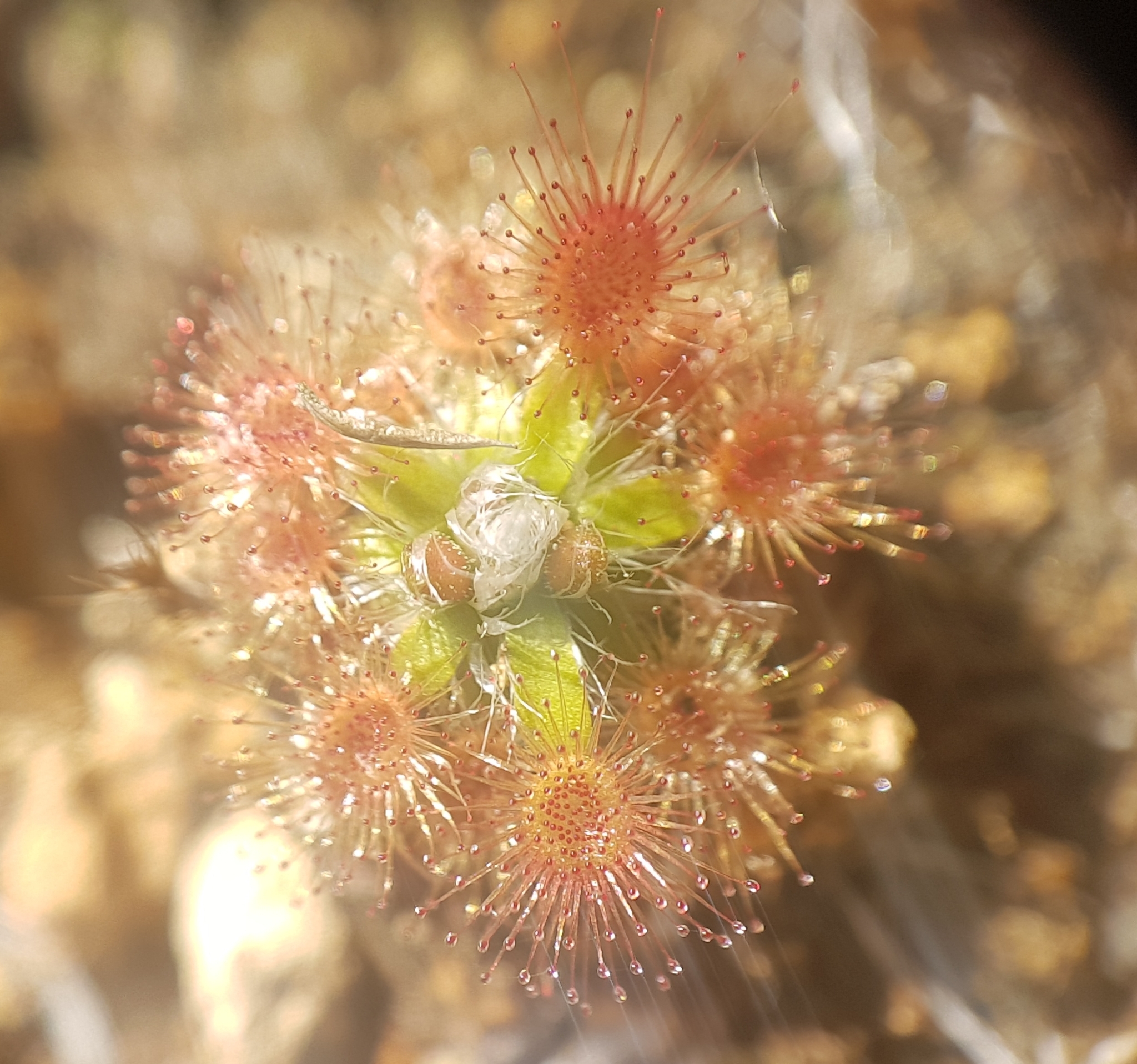 Drosera pulchella Lehm.