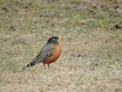Turdus migratorius image
