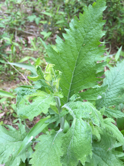 Dasistoma macrophylla