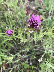 Castilleja densiflora gracilis
