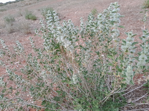 Image of Leucas pechuelii by no rights reserved