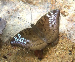 Tanaecia aruna