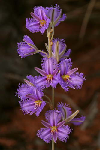 Thysanotus baueri R.Br.