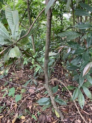 Lithocarpus