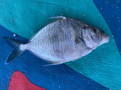 シマヒイラギ