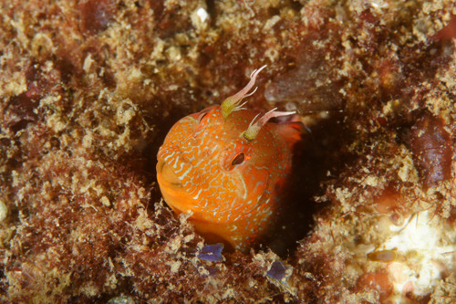 Mystery Blenny