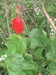 Malvaviscus arboreus drummondii