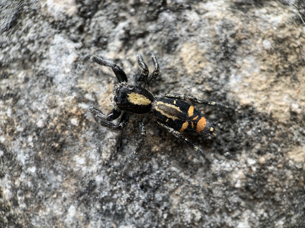 jumping spiders