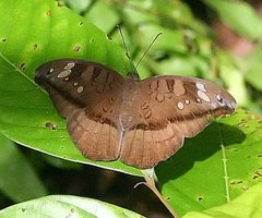 Tanaecia cocytus