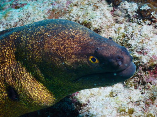 Yellowmargin moray