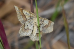 Euchlaena deplanaria