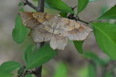 Euchlaena deplanaria