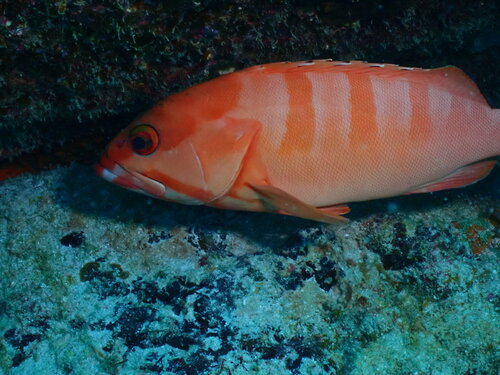 Blacktip grouper