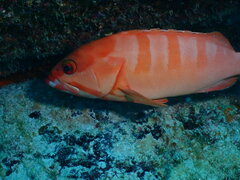 Blacktip grouper