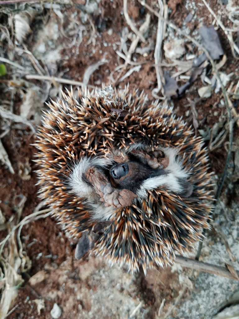 Fourtoed Hedgehog from Mutunduri, Kenya on December 18, 2023 at 0557