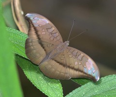 Tanaecia cocytus
