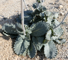 Atrichoseris platyphylla