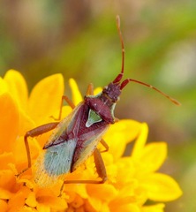 Harmostes reflexulus