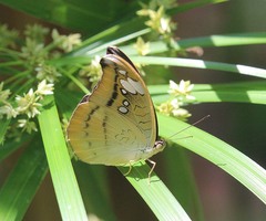Tanaecia cocytus