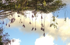 Parkia pendula