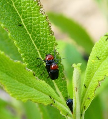 Cryptocephalus sanguinicollis