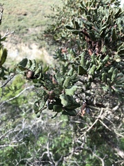 Quercus durata durata