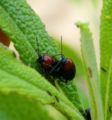 Cryptocephalus sanguinicollis