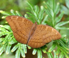 Tanaecia julii
