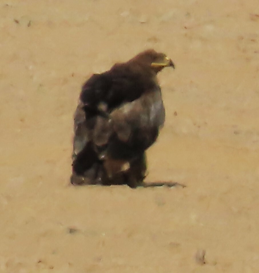 Steppe Eagle